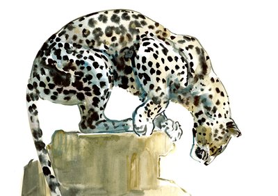 Spine (leopard arabski), 2015, (akwarela i gwasz na papierze) autorstwa Mark Adlington