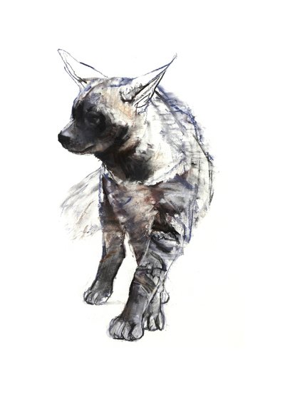 Szczenię hyaeny pasiastej, 2010, (kontur i pastel na papierze) autorstwa Mark Adlington