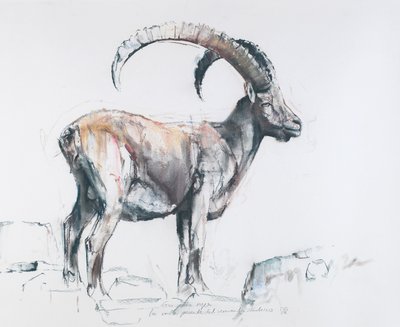 Venerando Stambecco, 2006 (węgiel i conte na papierze) autorstwa Mark Adlington