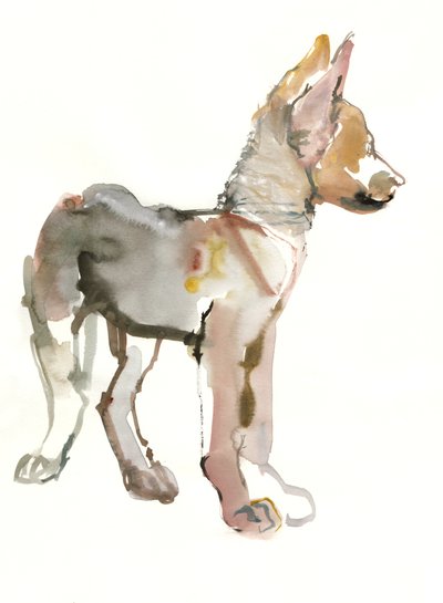 Waggle (Arabian Wolf Pup), 2011, (akwarela i gwasz na papierze) autorstwa Mark Adlington
