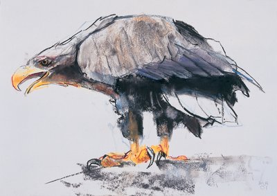 Orzeł bielik, 2001 (węgiel i conte na papierze) autorstwa Mark Adlington