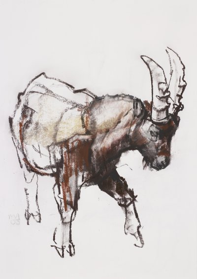 Młody Ibex, Gran Paradiso, 2005 (węgiel i conte na papierze) autorstwa Mark Adlington