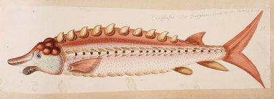 Ryba. autorstwa Mark Catesby