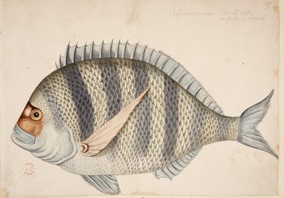 Ryba. autorstwa Mark Catesby