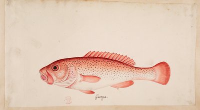 Ryba. autorstwa Mark Catesby