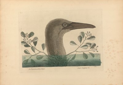 Thymelaea foliis obtusis; Anseri Bassano & c: The Great Booby, tablica 86 z „Historii naturalnej Karoliny, Florydy i Wysp Bahama”, tom I, wydanie 2, Londyn 1754 autorstwa Mark Catesby