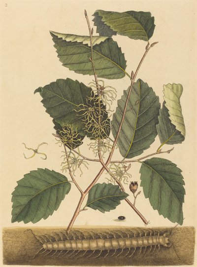 Centipede Scolopendra morsitans, opublikowana w latach 1731-1743. autorstwa Mark Catesby
