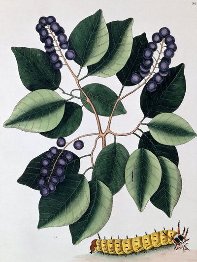 Śliwka gołębia i wielka rogata gąsienica, 1771 autorstwa Mark Catesby