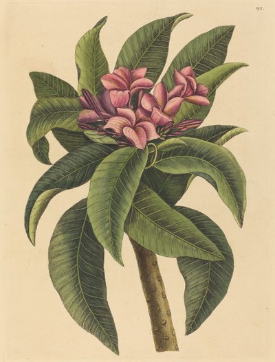 Red Frangipanni Plumeria rubra, opublikowana w latach 1731-1743. autorstwa Mark Catesby