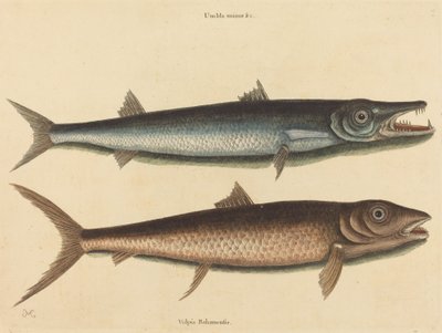 Barracuda Esox barracuda, opublikowana w 1754 r. autorstwa Mark Catesby