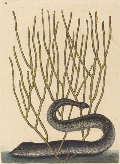Czarny Muray autorstwa Mark Catesby