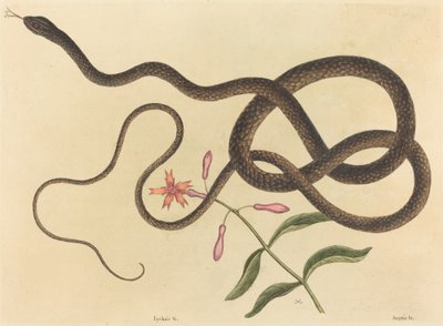 Wąż trener-whip (wiść Coluber) autorstwa Mark Catesby