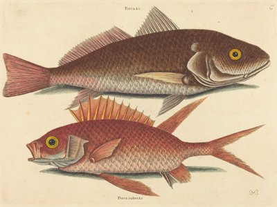 Croker (Perca undulata) autorstwa Mark Catesby
