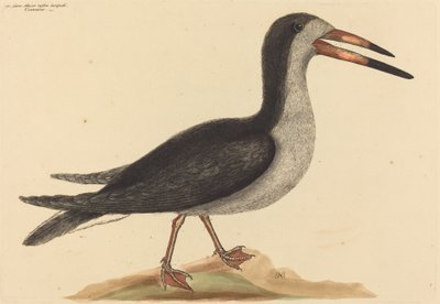Cutwater (Rhynchops nigra) autorstwa Mark Catesby