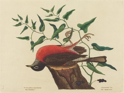 The Fieldfare of Carolina Turdus migratorius, opublikowane w latach 1731-1743. autorstwa Mark Catesby