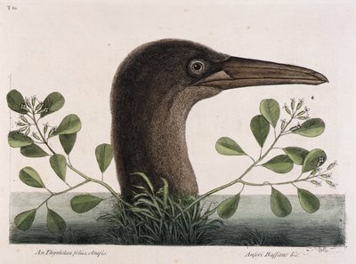 Babka zwyczajna (An Thymelaea foliis obtusis, Anseri Bassano  c.) autorstwa Mark Catesby