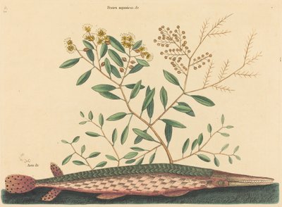 The Green Gar Fish Esox osseus, opublikowany w latach 1731-1743. autorstwa Mark Catesby
