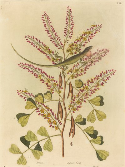 Zielona Jaszczurka Jamajki (Lacerta bullaris) autorstwa Mark Catesby
