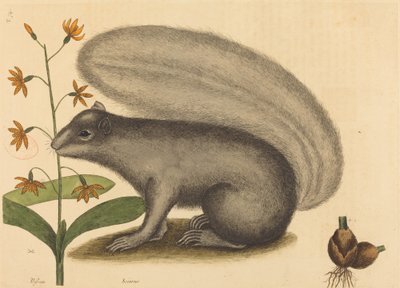 Wiewiórka lisa szarego (Sciurus cinereus) autorstwa Mark Catesby