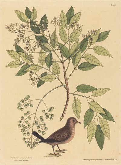 The Ground Dove Columba passerina, wydana w latach 1731-1743. autorstwa Mark Catesby