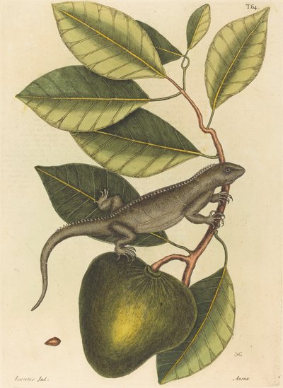 Iguana Guana Lacerta, opublikowana w latach 1731-1 autorstwa Mark Catesby