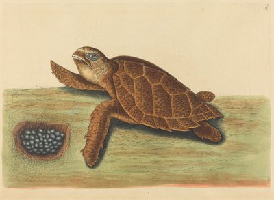 The Hawks-bill Turtle Testudo caretta, opublikowane w latach 1731-1743. autorstwa Mark Catesby