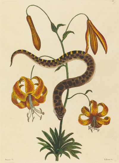 Wąż ze świńskiego nosa (Boa contortrix) autorstwa Mark Catesby