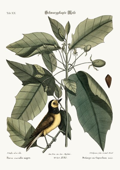 Sikora z kapturem, 1749-73 autorstwa Mark Catesby
