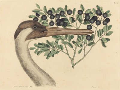 Żuraw kołowy (Ardea Americana) autorstwa Mark Catesby
