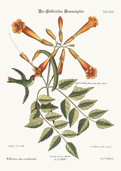 Koliber, 1749-73 autorstwa Mark Catesby