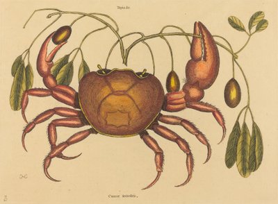 Krab lądowy (Rak ruricola) autorstwa Mark Catesby