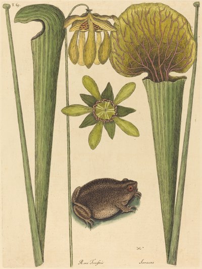 Żaba Lądowa Rana, opublikowana w latach 1731-1743. autorstwa Mark Catesby