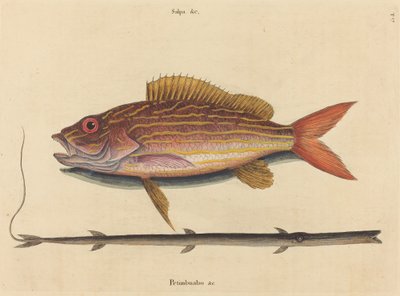 Synagris Lane-snapper Sparus, wydana w latach 1731-1743. autorstwa Mark Catesby