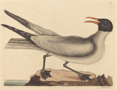 Laughing Gull Larus articilla, opublikowana w latach 1731-1743. autorstwa Mark Catesby