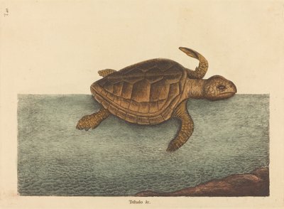 The Logger-head Turtle Testudo Cavanna, opublikowane w latach 1731-1743. autorstwa Mark Catesby