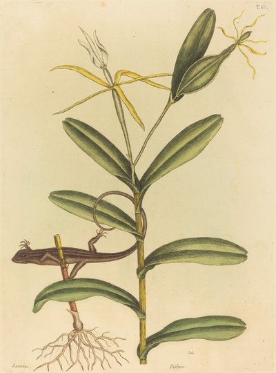 Jaszczurka Lyon (Lacerta 6-lineata) autorstwa Mark Catesby