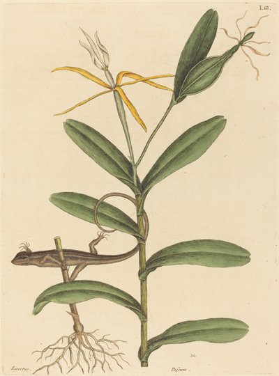 Jaszczurka Lyon (Lacerta 6-lineata) autorstwa Mark Catesby