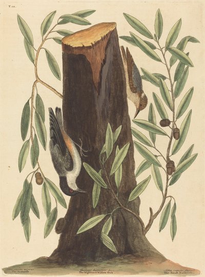 Kowalik (Sitta Europaea) autorstwa Mark Catesby