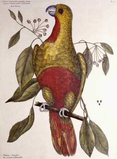 Rajska papuga, 1771 autorstwa Mark Catesby