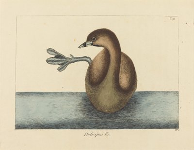 Dobchick srokaty (Colymbus podiceps) autorstwa Mark Catesby