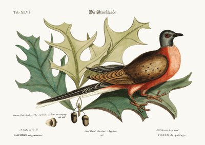 Gołąb Pasażerski, 1749-73 autorstwa Mark Catesby