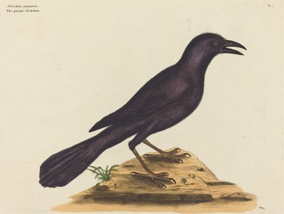 Purpurowy Jack Daw (Gracula Quiscula) autorstwa Mark Catesby
