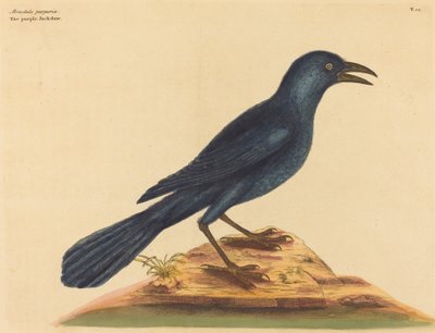 Purpurowy Jack Daw Gracula Quiscula, opublikowany w 1731 r. autorstwa Mark Catesby