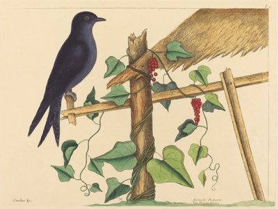 Purpurowy Martin (Fioletowy Martin) autorstwa Mark Catesby