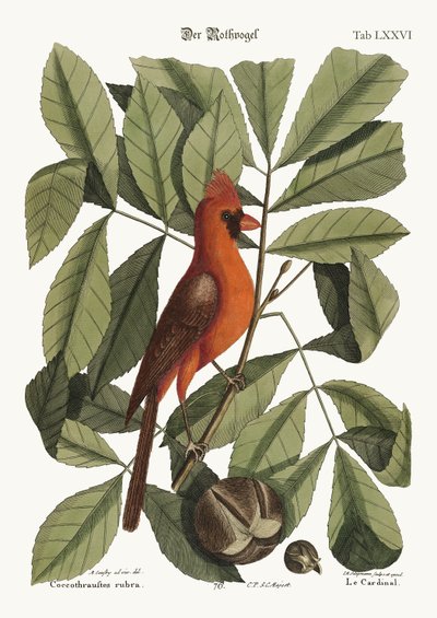 Czerwony ptak, 1749-73 autorstwa Mark Catesby
