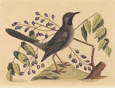 Pleśniawka czerwononoga Turdus plumbeus, opublikowana w latach 1731-1743. autorstwa Mark Catesby