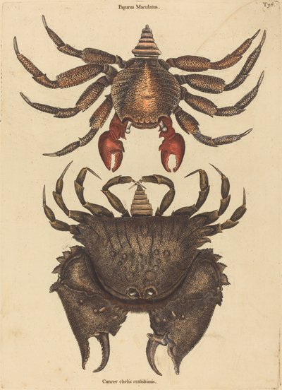 Krab cętkowany (Cancer Grapsus) autorstwa Mark Catesby