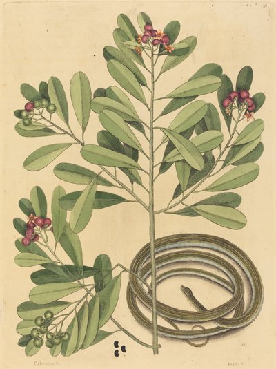 Wąż wstążkowy (Coluber saurita) autorstwa Mark Catesby