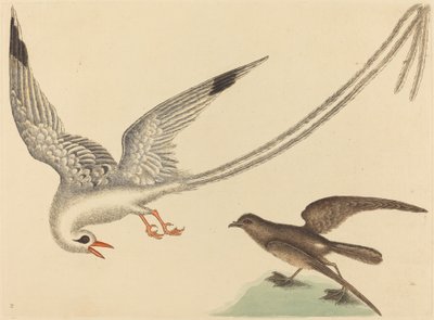 Ryżowy ptak Emberiza oryzivora, opublikowany w latach 1731-1743. autorstwa Mark Catesby