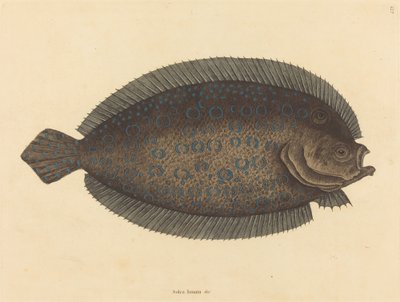 Sole Pleuronectes lunatus, opublikowana w latach 1731-1743. autorstwa Mark Catesby